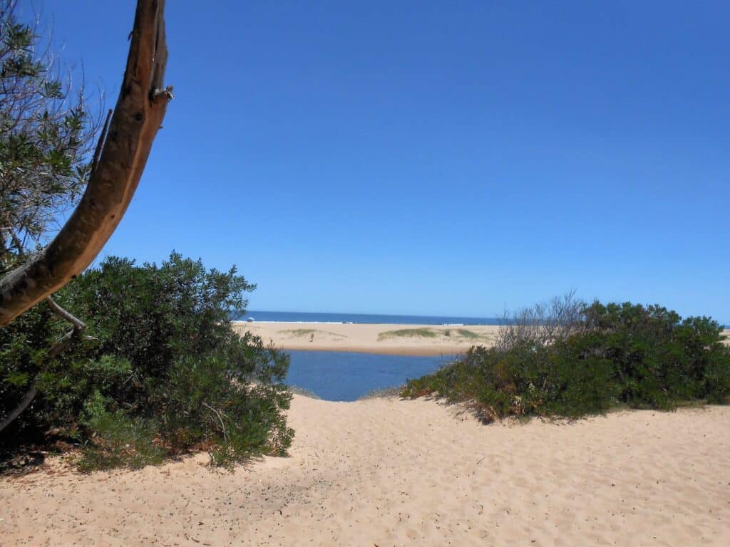 Kai y moni chihuahua5